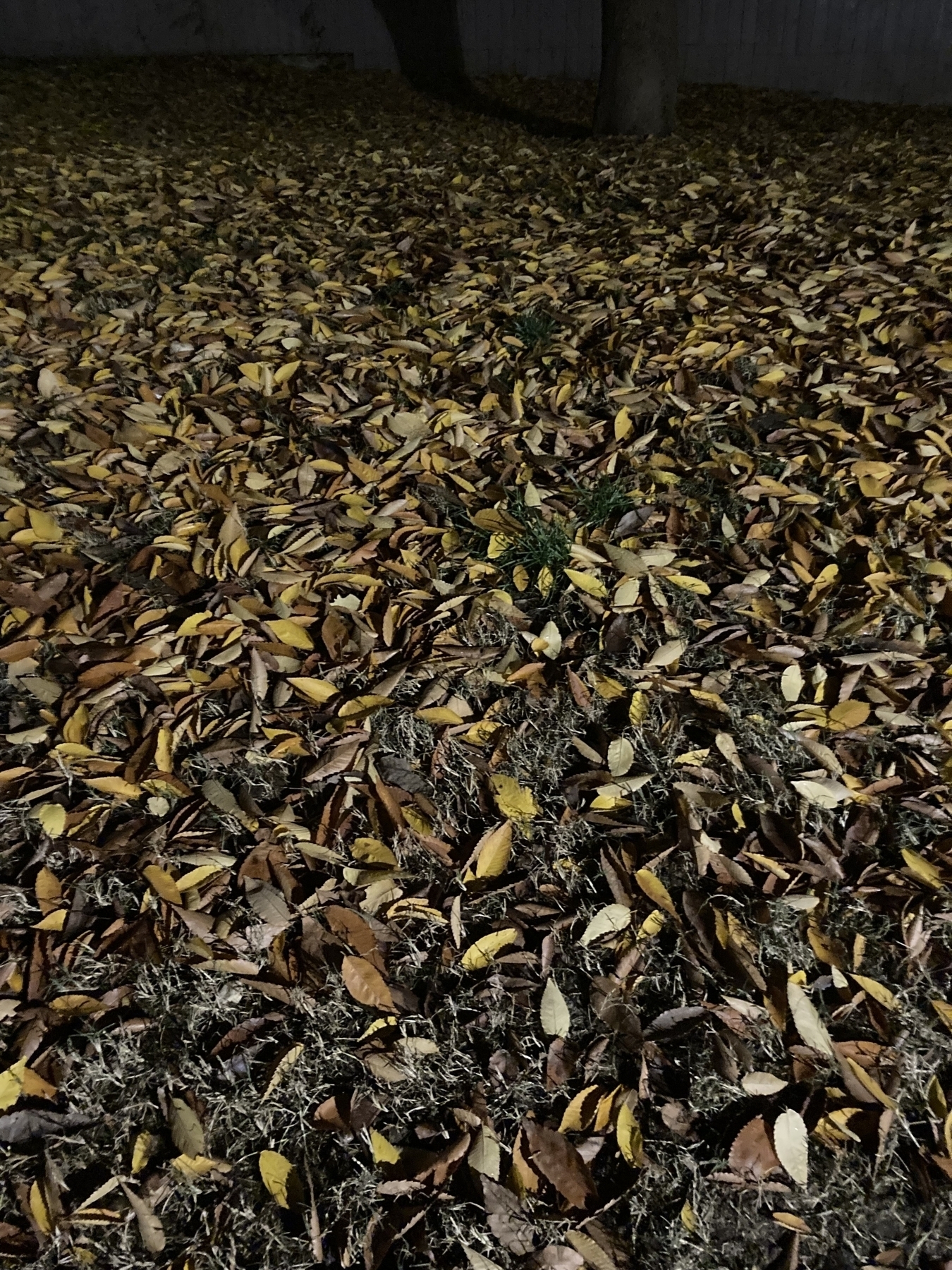 Leaves on the ground. 