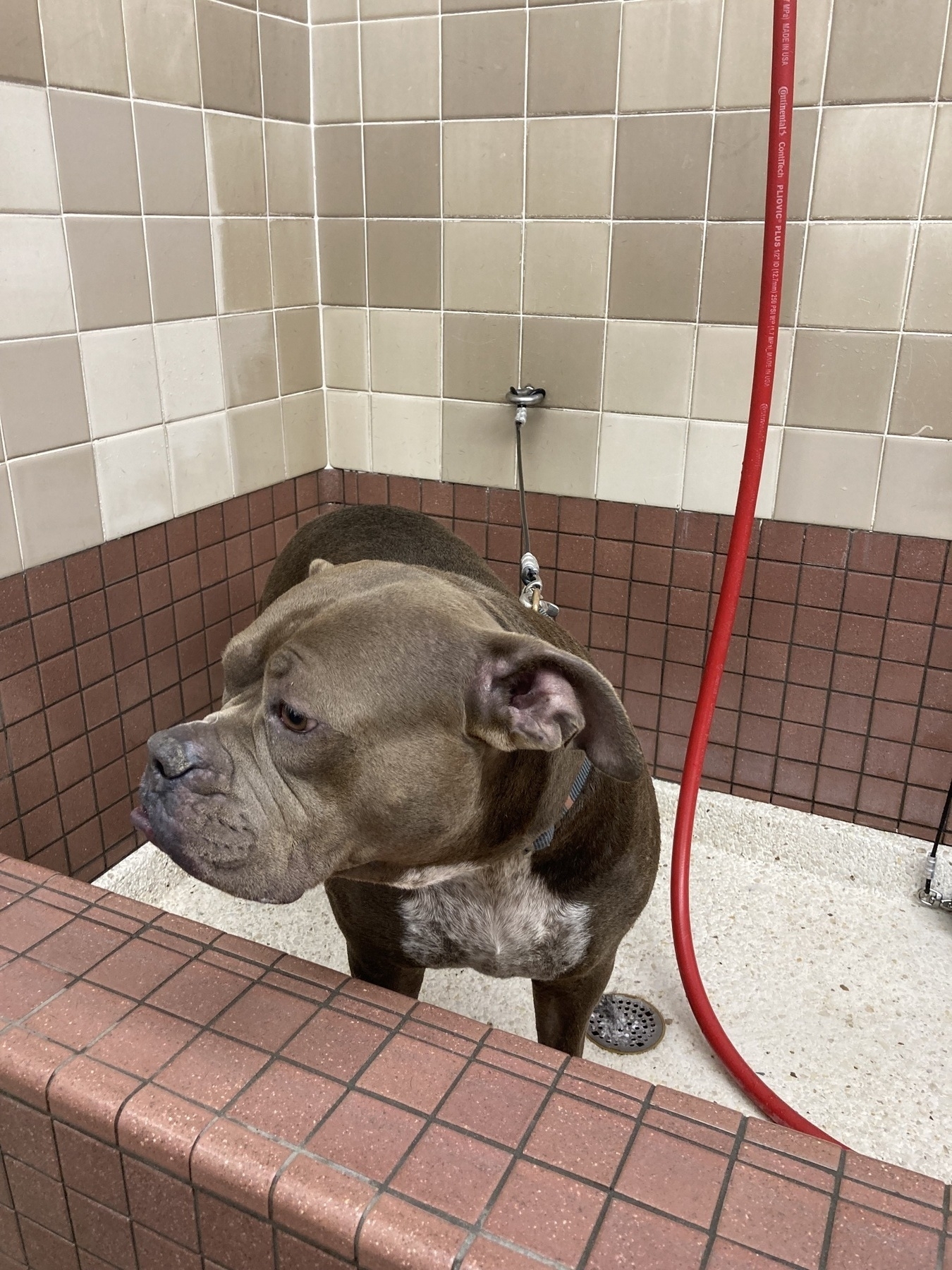 Lillie waiting for her bath. 