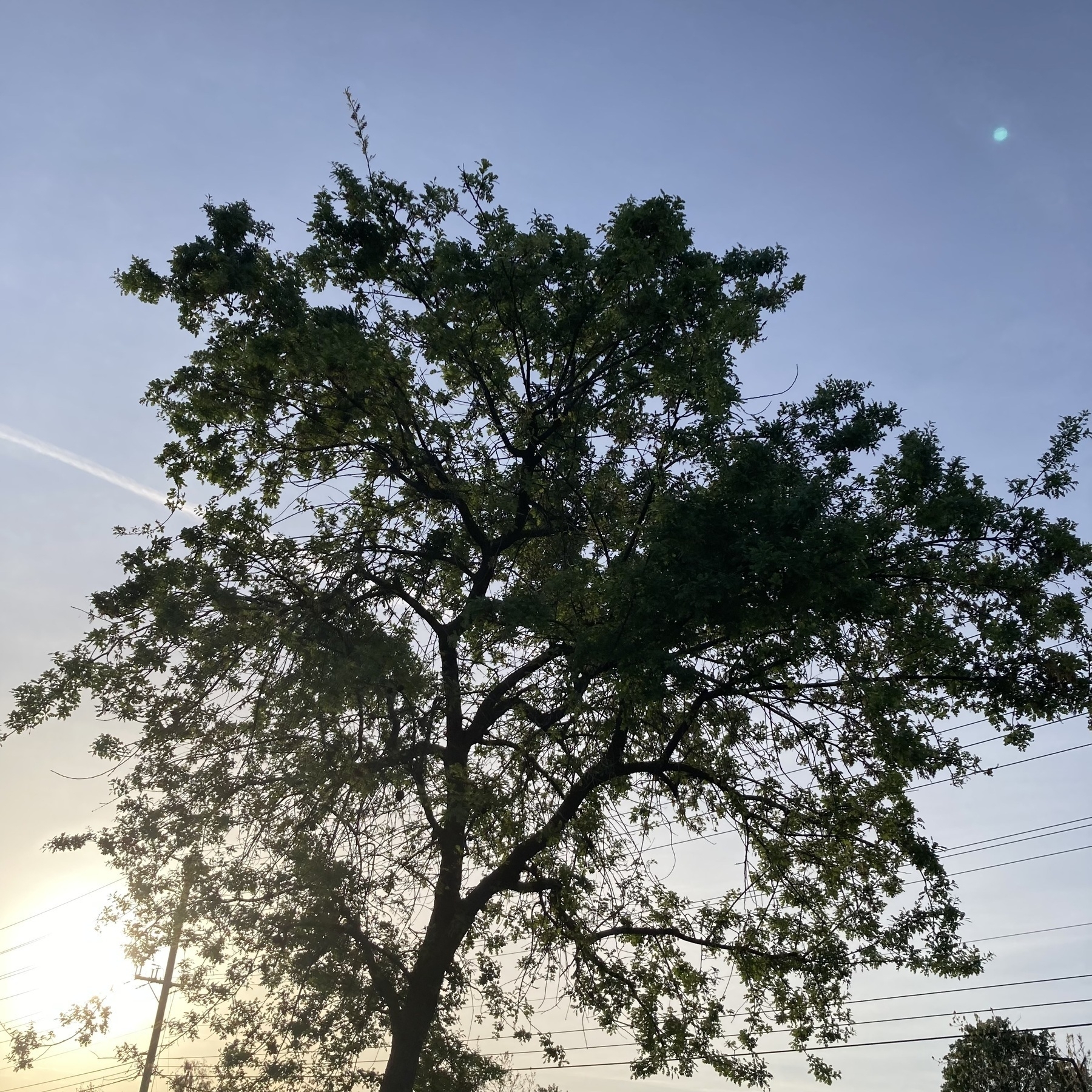 A tree in front of the sunrise. 