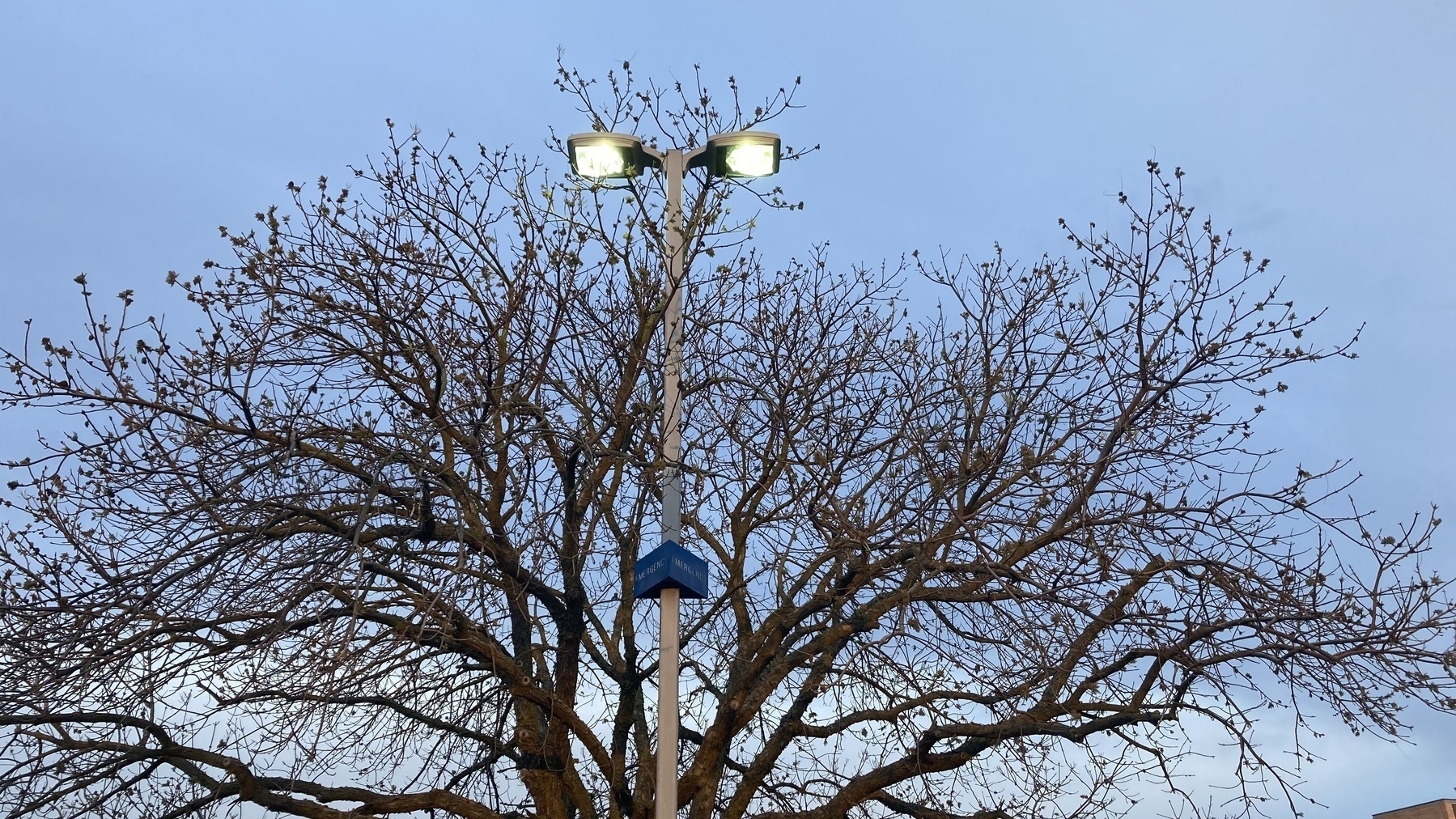 A tree with the sky in the background 