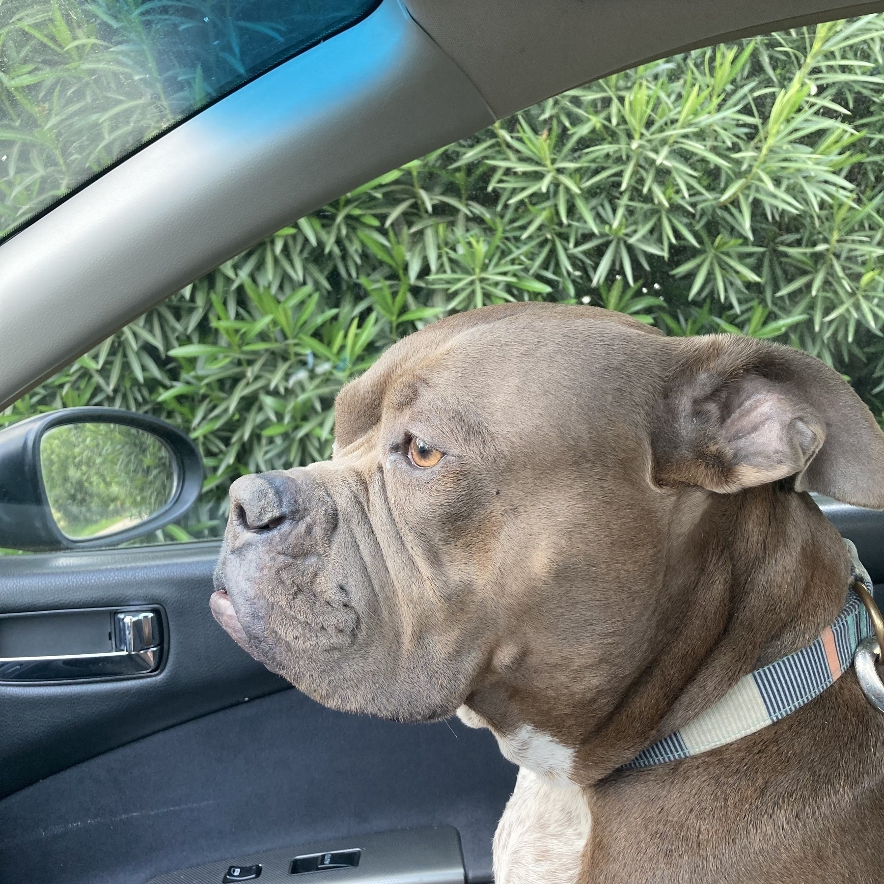 Lillie the dog sitting in the passenger seat. 
